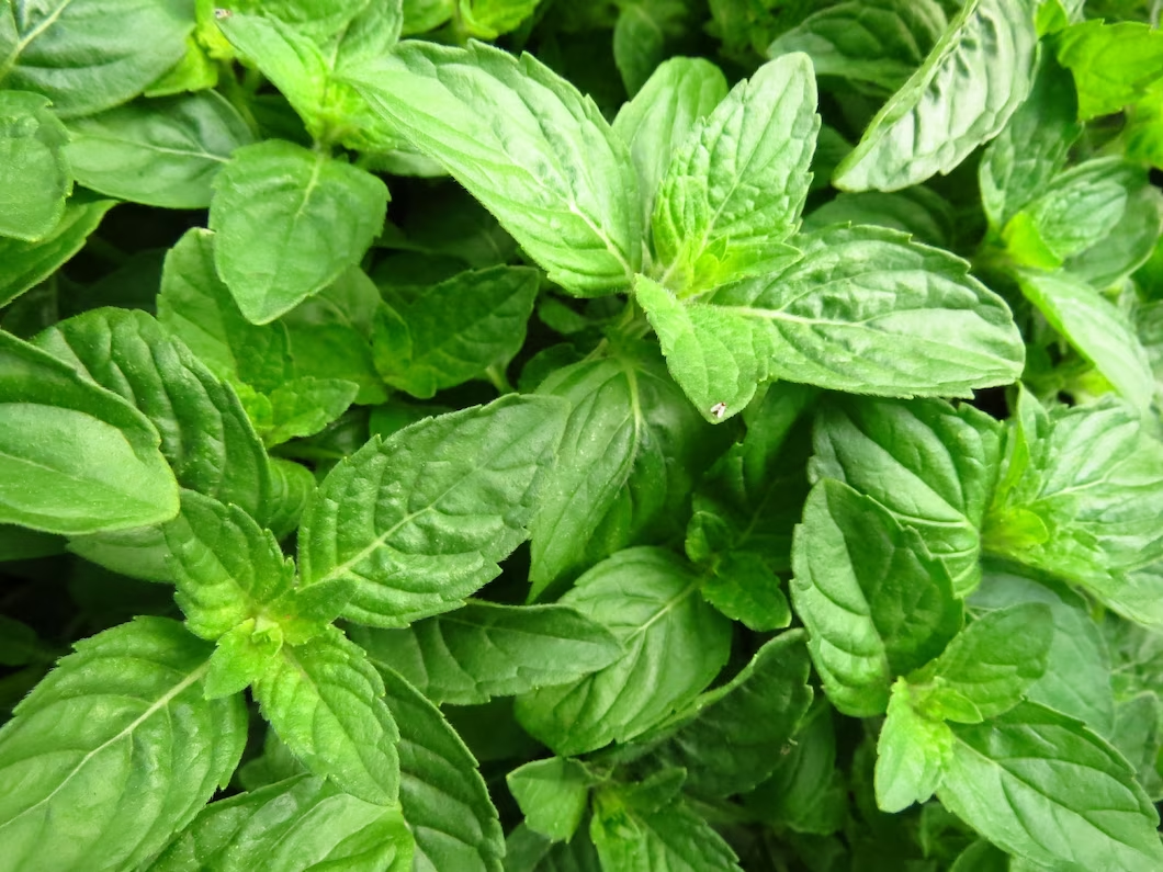 Come utilizzare il basilico nelle ricette culinarie?
