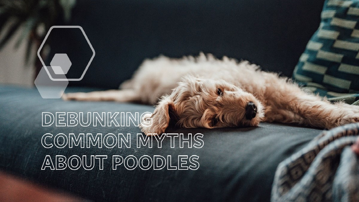 Why Poodles Are the Worst: Debunking Common Myths