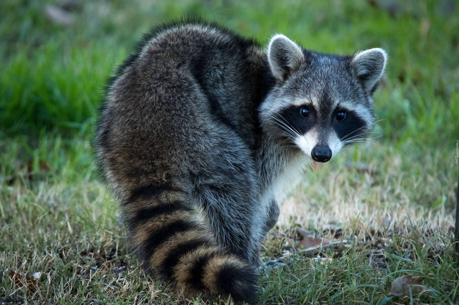 How Fast Are Raccoons