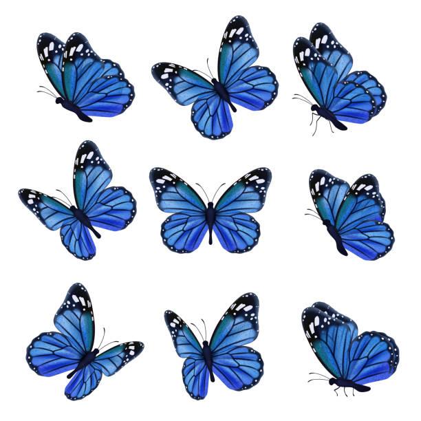 25.200+ Mariposa Azul Ilustraciones de Stock, gráficos vectoriales libres  de derechos y clip art - iStock | Mariposa azul común, Mariposa monarca,  Yoga