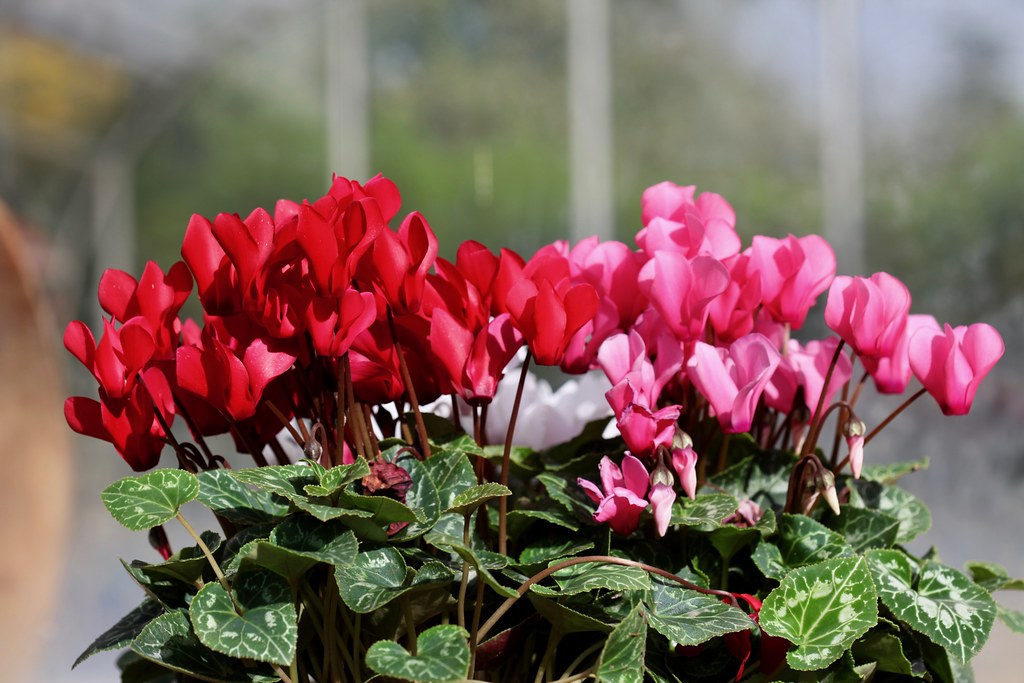 Cyclamen -Flickr