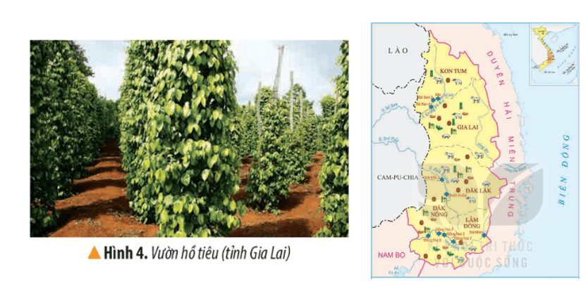 Lịch Sử và Địa Lí lớp 4 Kết nối tri thức Bài 21: Dân cư và hoạt động sản xuất ở vùng Tây Nguyên