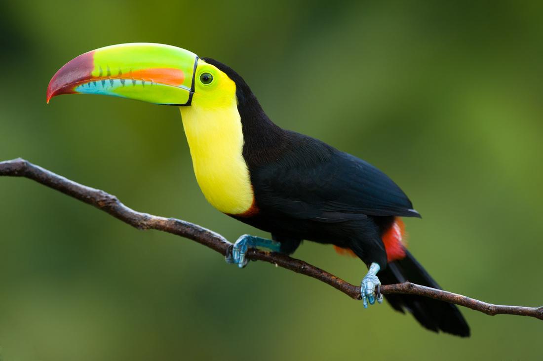 Facts On Toucans