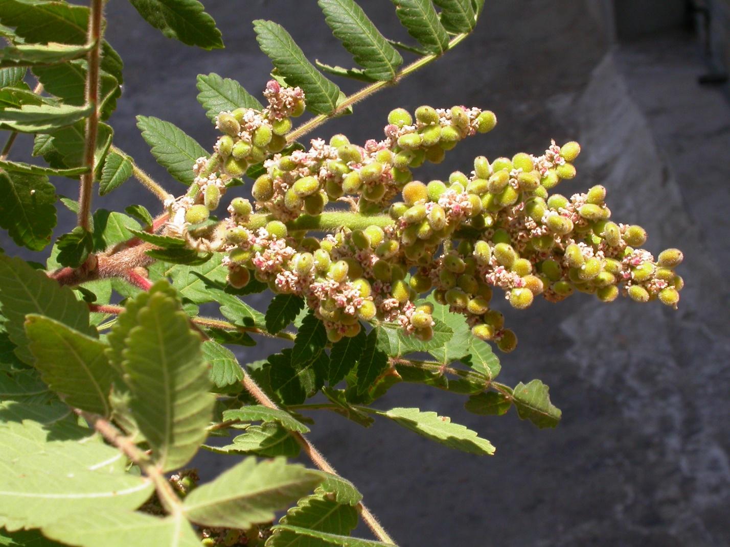 A close-up of a plant

Description automatically generated