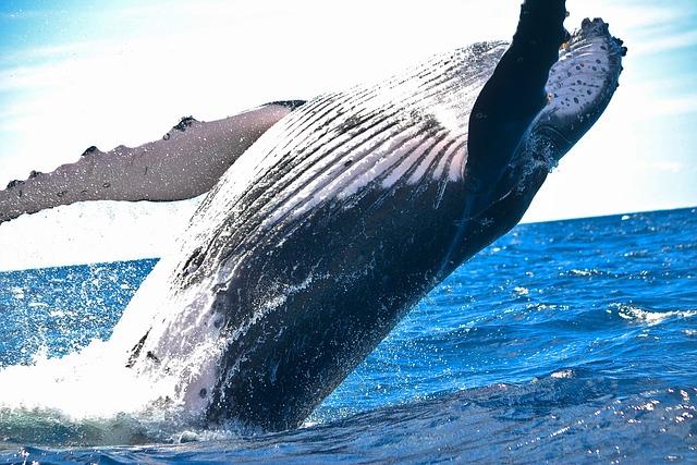 Whales on show during season in Cape Agulhas