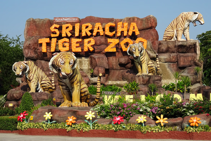 Sriracha Tiger Zoo