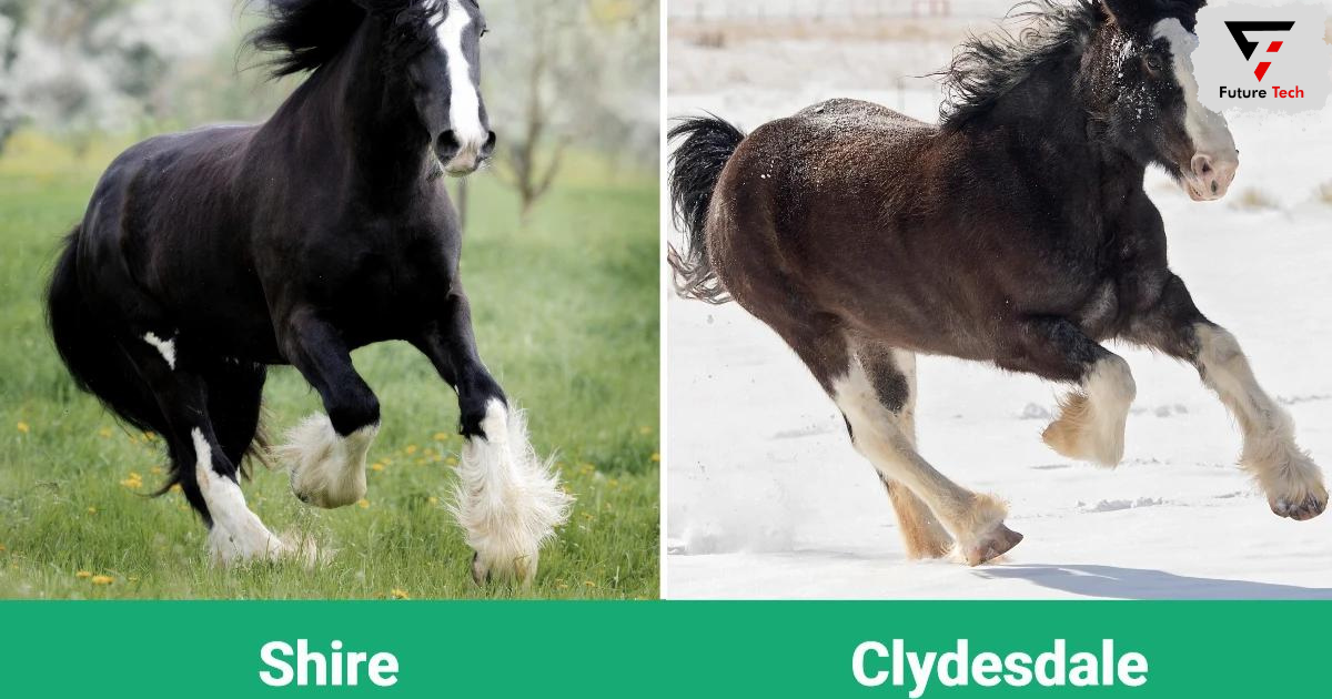 Shire Horse vs Clydesdale