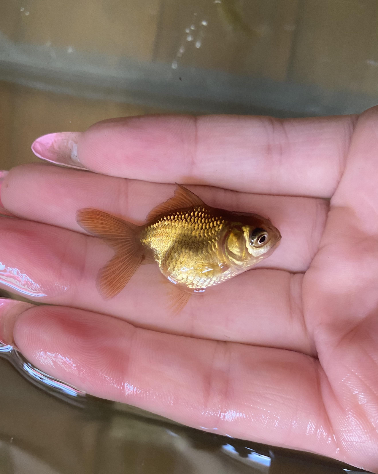 Cá vàng mini