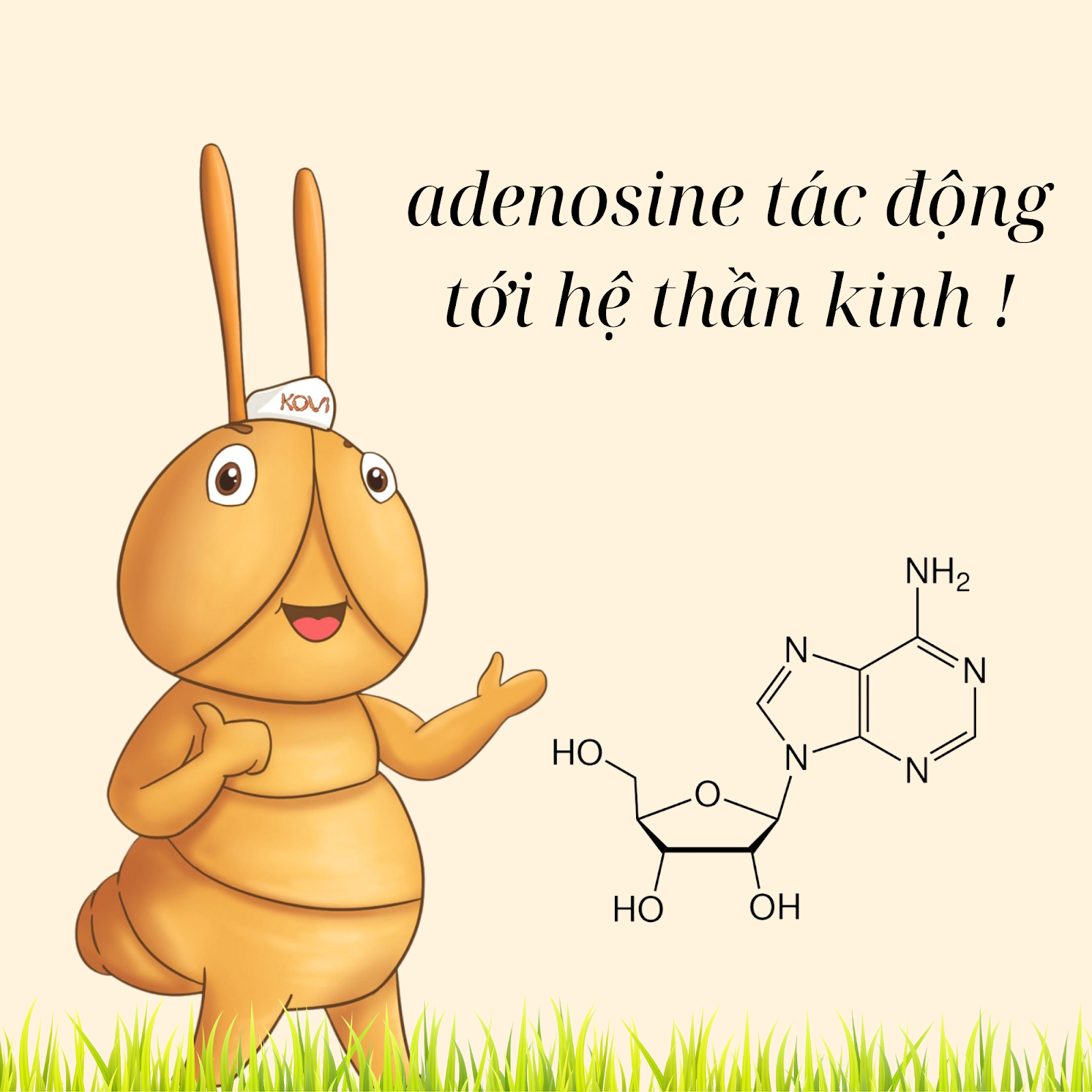 Adenosine tác động tới thần kinh