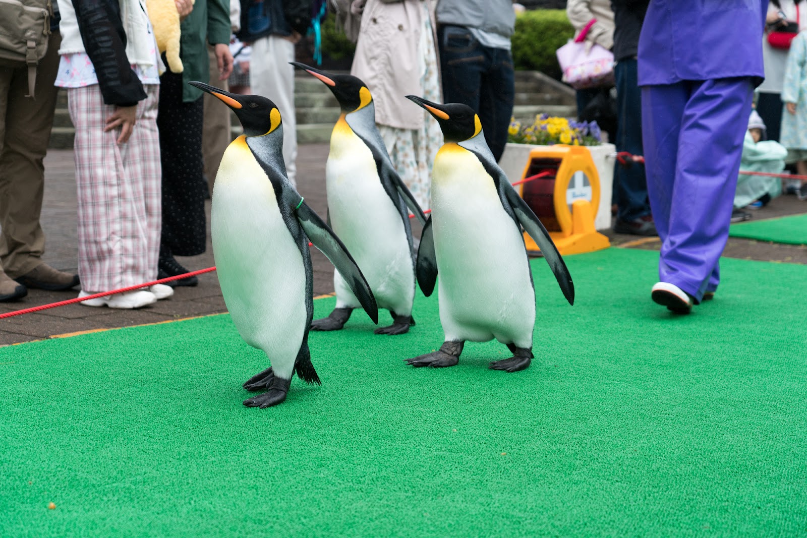 ペンギンのパレードが見どころ！登別マリンパークニクス