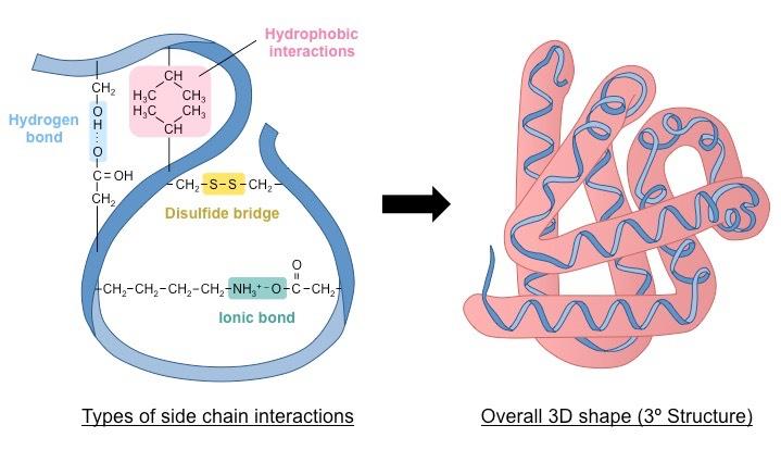 tertiary structure