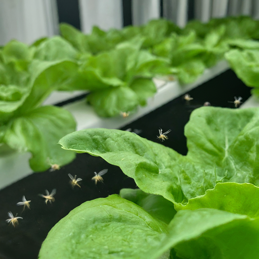 image of fungus gnats flying around a hydroponic system