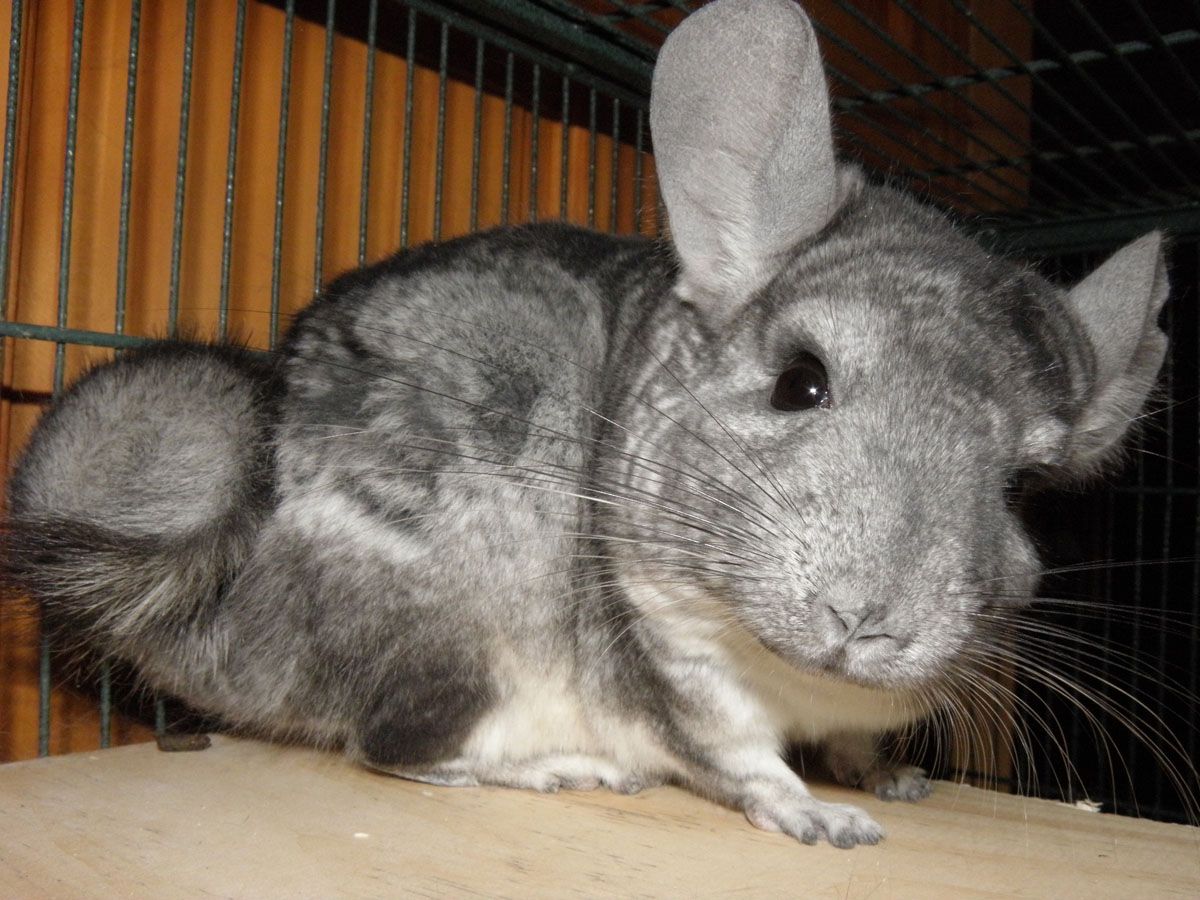 Chinchilla Fun