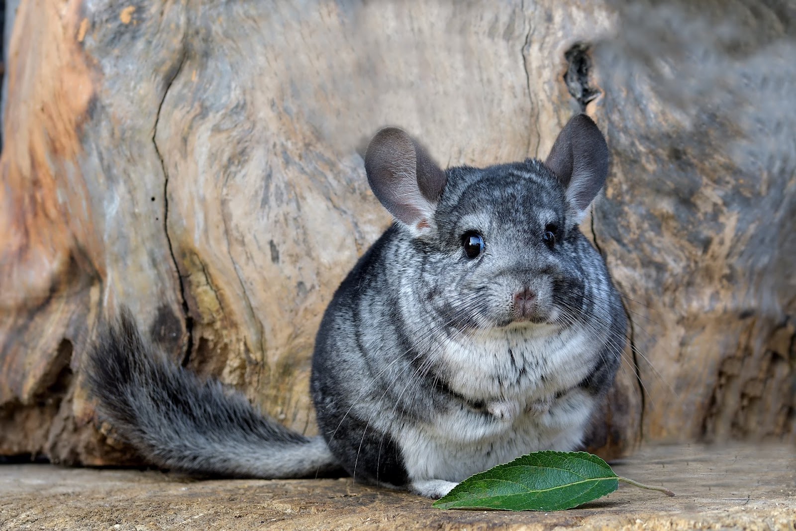 Chinchilla Adopt