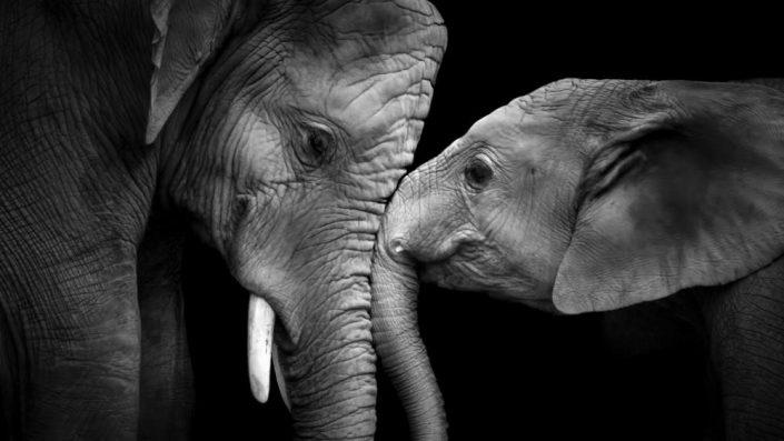 Imagen en blanco y negro de un elefante

Descripción generada automáticamente