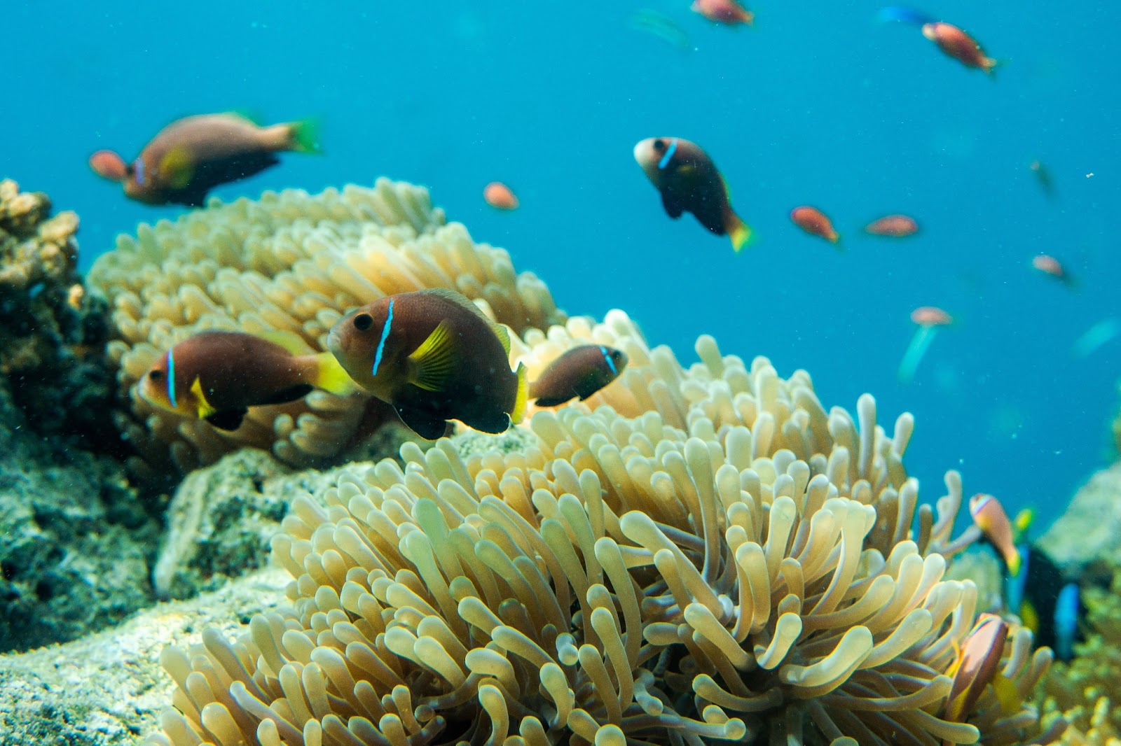 Crystal clear waters, vibrant coral reefs, and colorful marine life of the Maldives. 