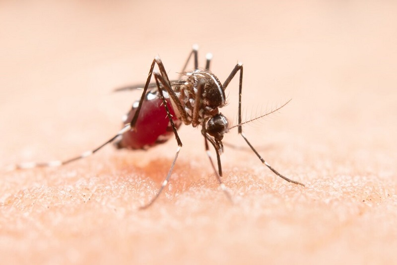 Muỗi vằn là vật trung gian truyền bệnh sốt xuất huyết