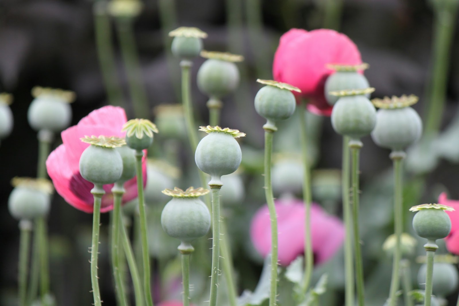 What is Opium?