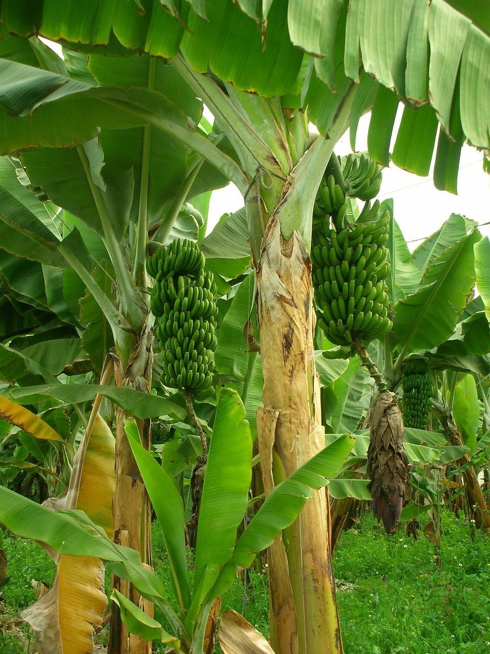 Il Banano e i Suoi Frutti