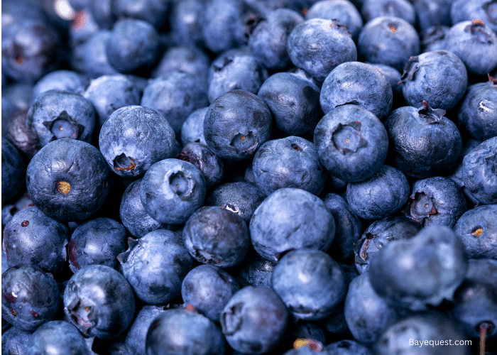 Can Horses Eat Blueberries?