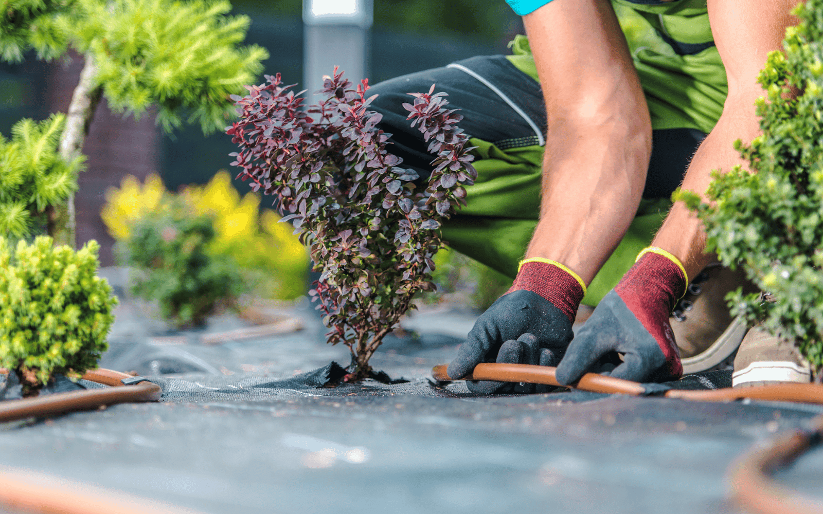 A person planting a plant Description automatically generated