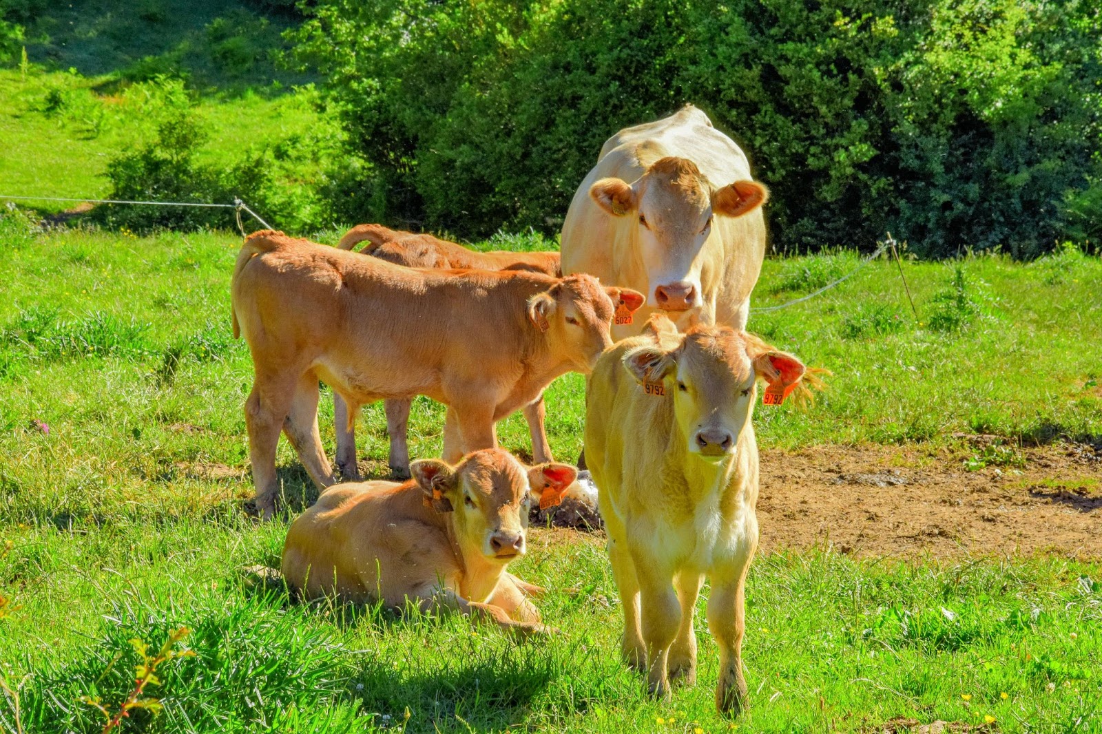 Texas Calving Season - Sinton Vet Clinic