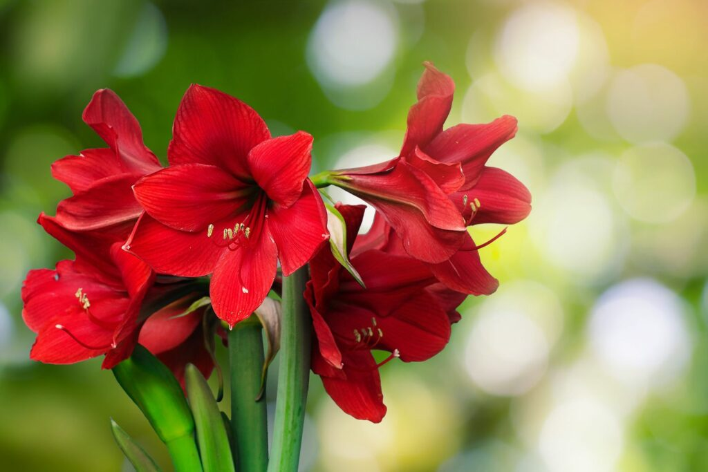 Amaryllis (Hippeastrum spp.)