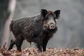 Super Pigs: Huge Canadian Hybrid Hogs Poised to Invade U.S.