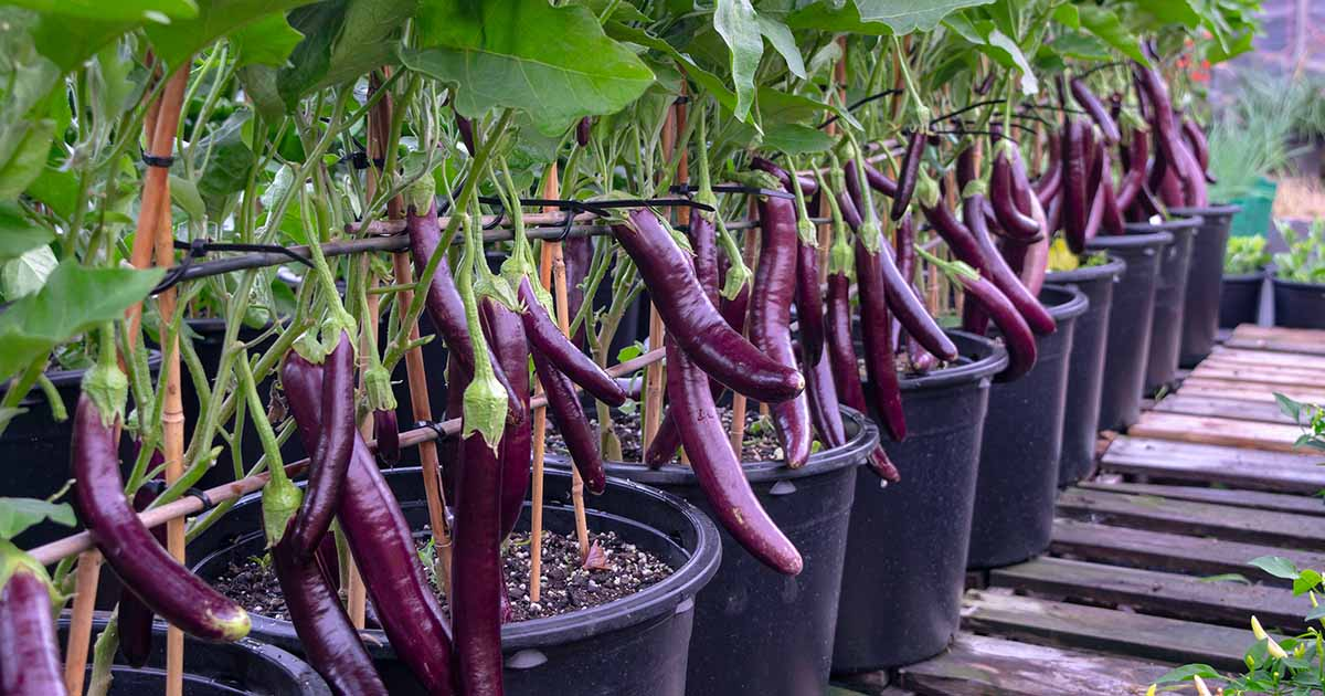 Pests and Disease Management
