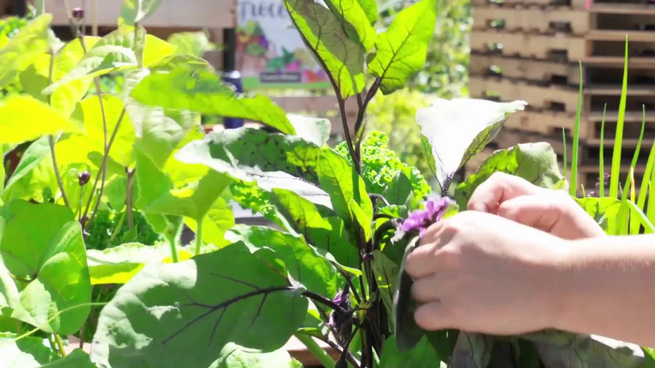 Pruning and Thinning