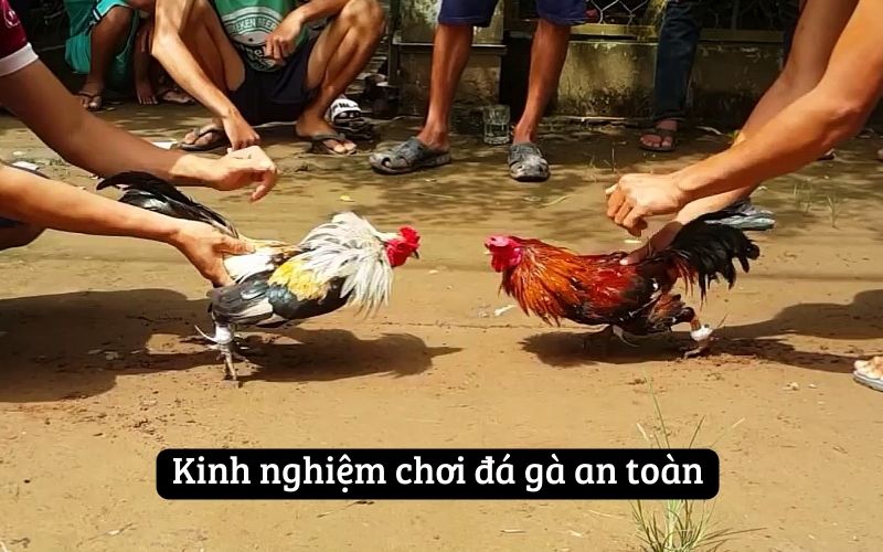 Kinh nghiệm chơi đá gà an toàn