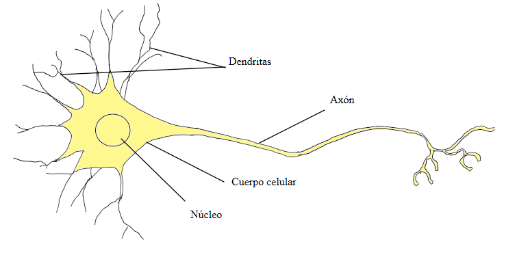 Estructura de una neurona