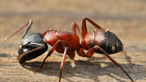 Carpenter ants in Massachusetts