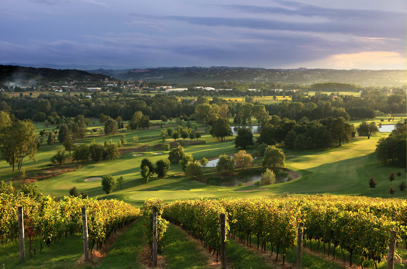 Vineyard in a wine region with unique terroir