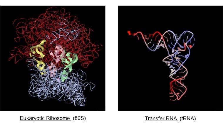 ribosome and tRNA
