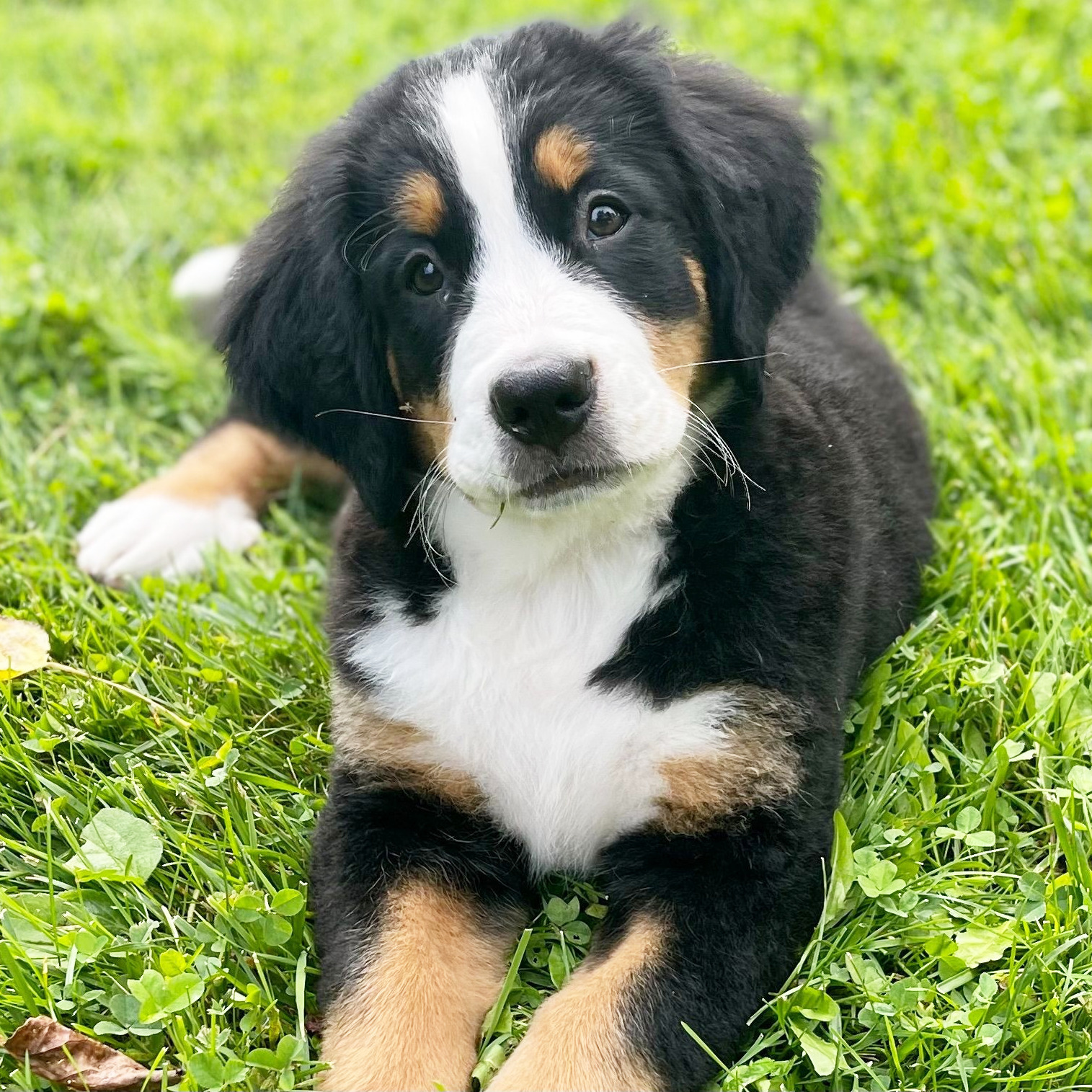 bernese mountain dog puppy breed