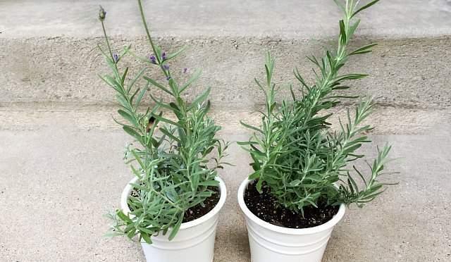 The most popular indoor flower plant, the complete guide to caring for lavender!