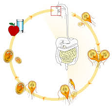 دورة حياة الجيارديا وطريقة الاصابة