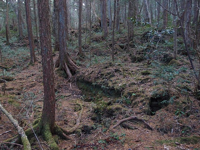 Aokigahara Forest The World's Most Haunted Places: A Global Tour