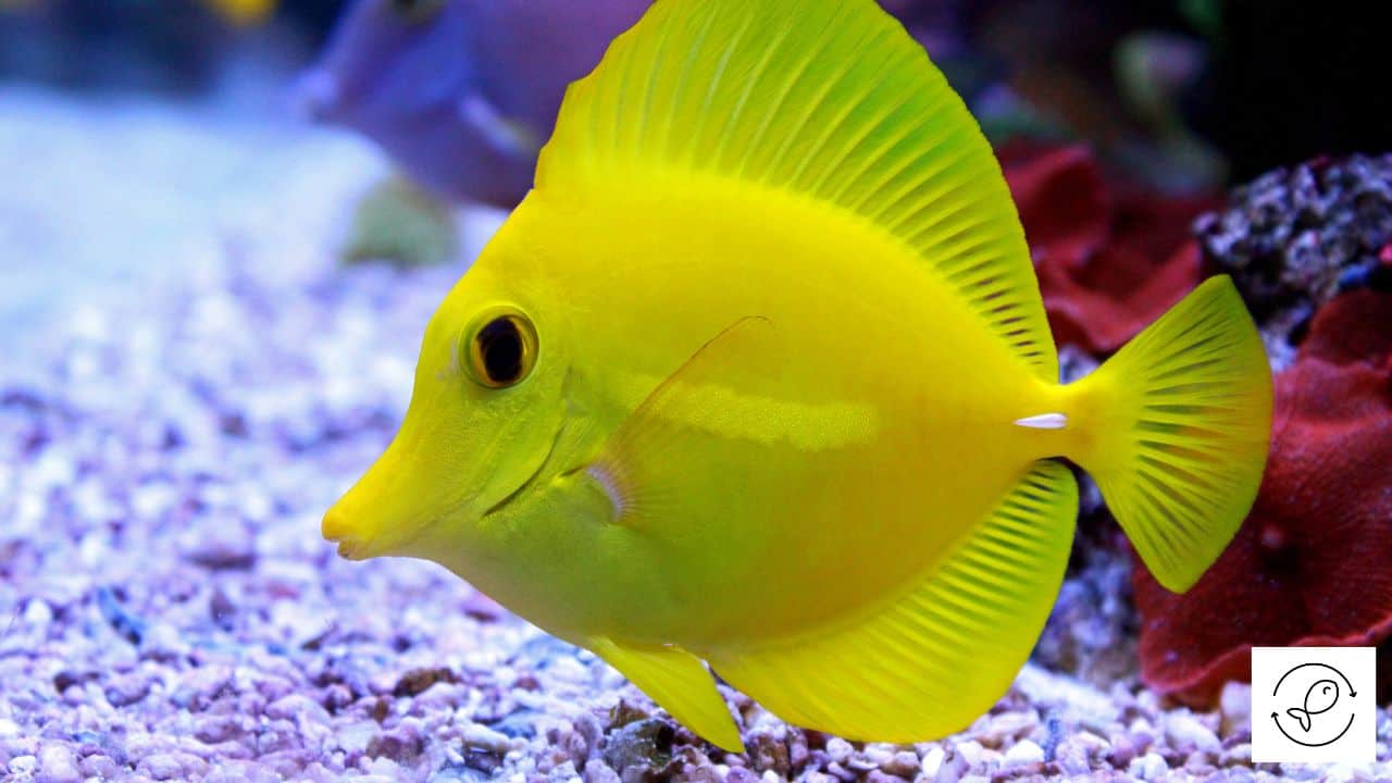Yellow Tang 101 (And Some Amazing Facts)