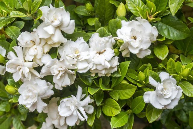 15 Fragrant Plants That Will Make Your Garden Smell Amazing