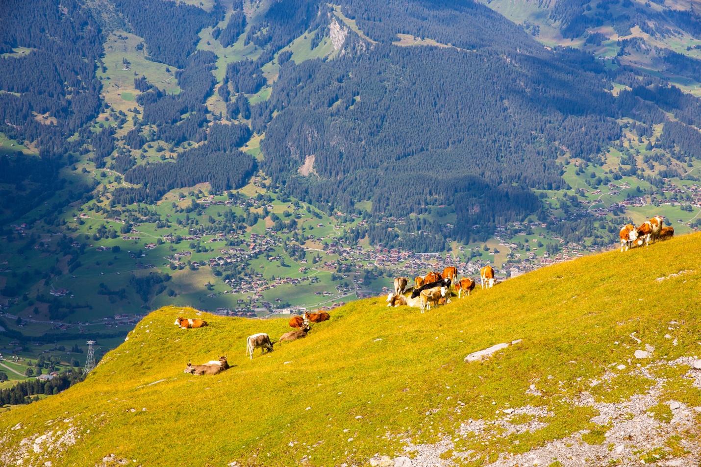 A group of cows on a green hill

Description automatically generated