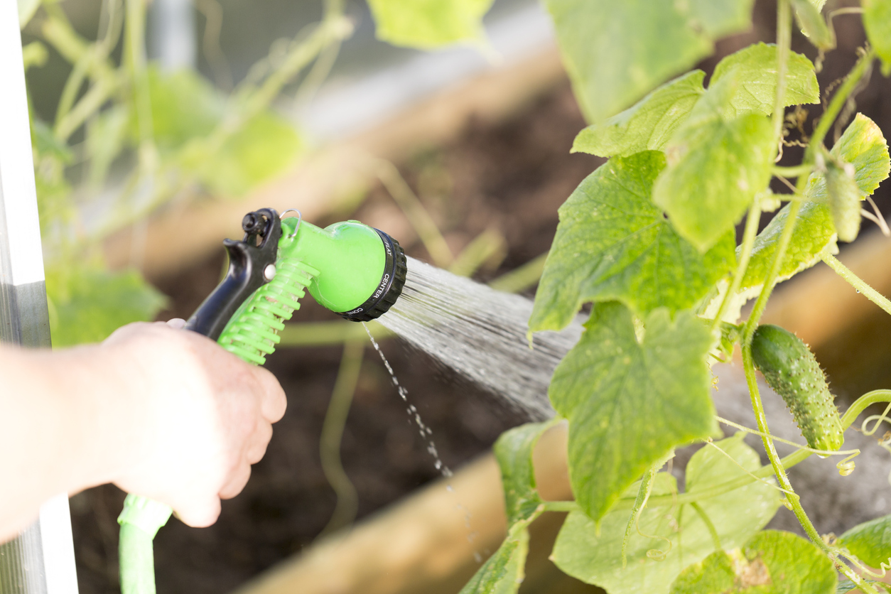 Protect the seeds from extreme heat and cold