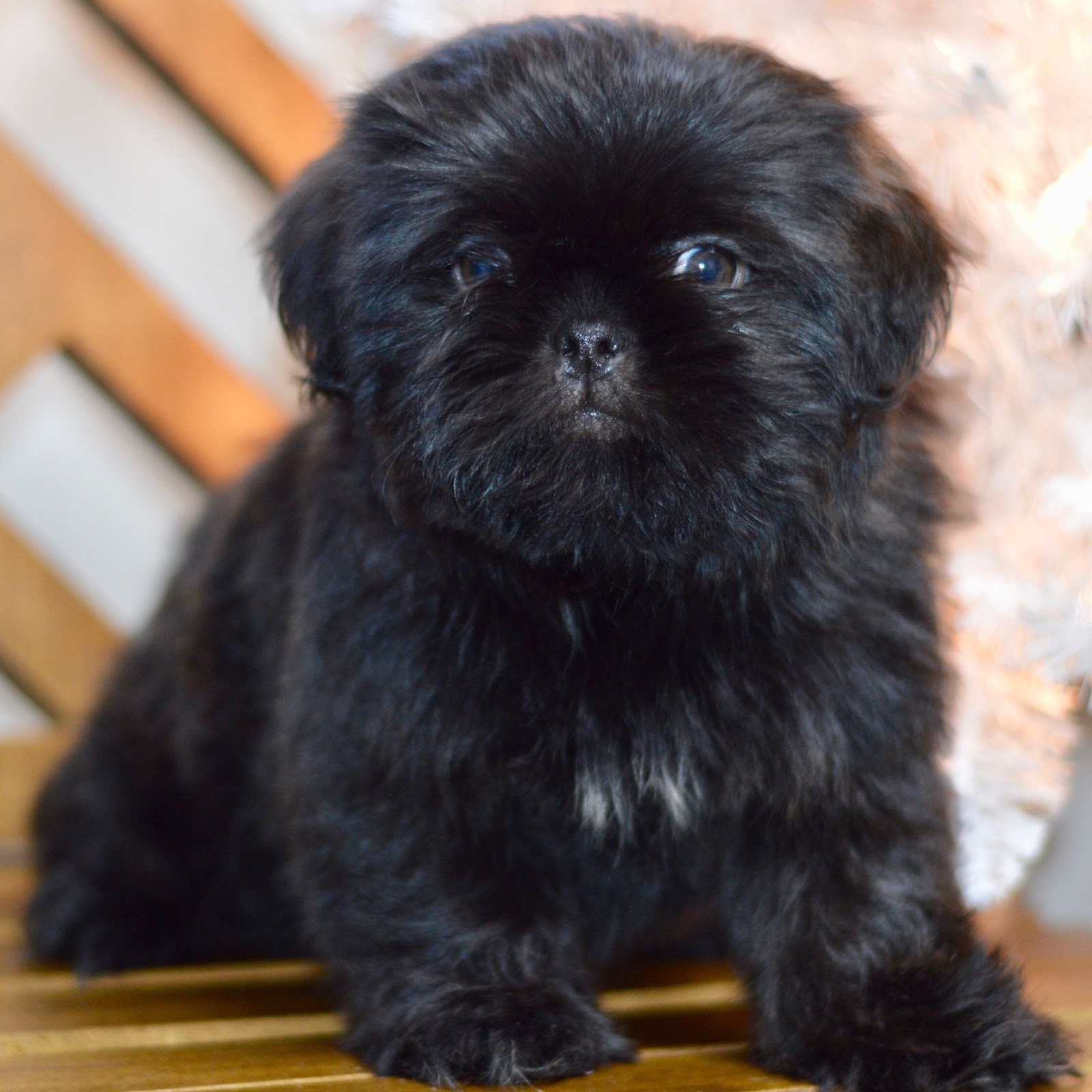 black shih tzu puppy