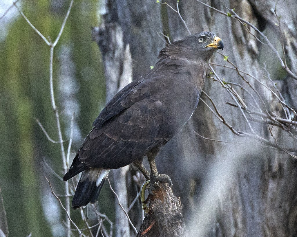 Western Banded Snake Eagle