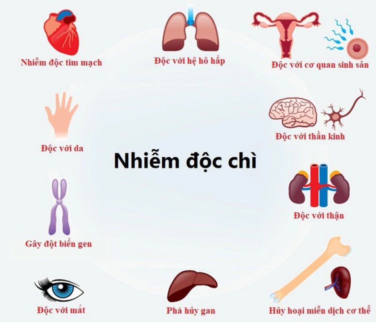 Chì gây độc với nhiều cơ quan bộ phận trên cơ thể