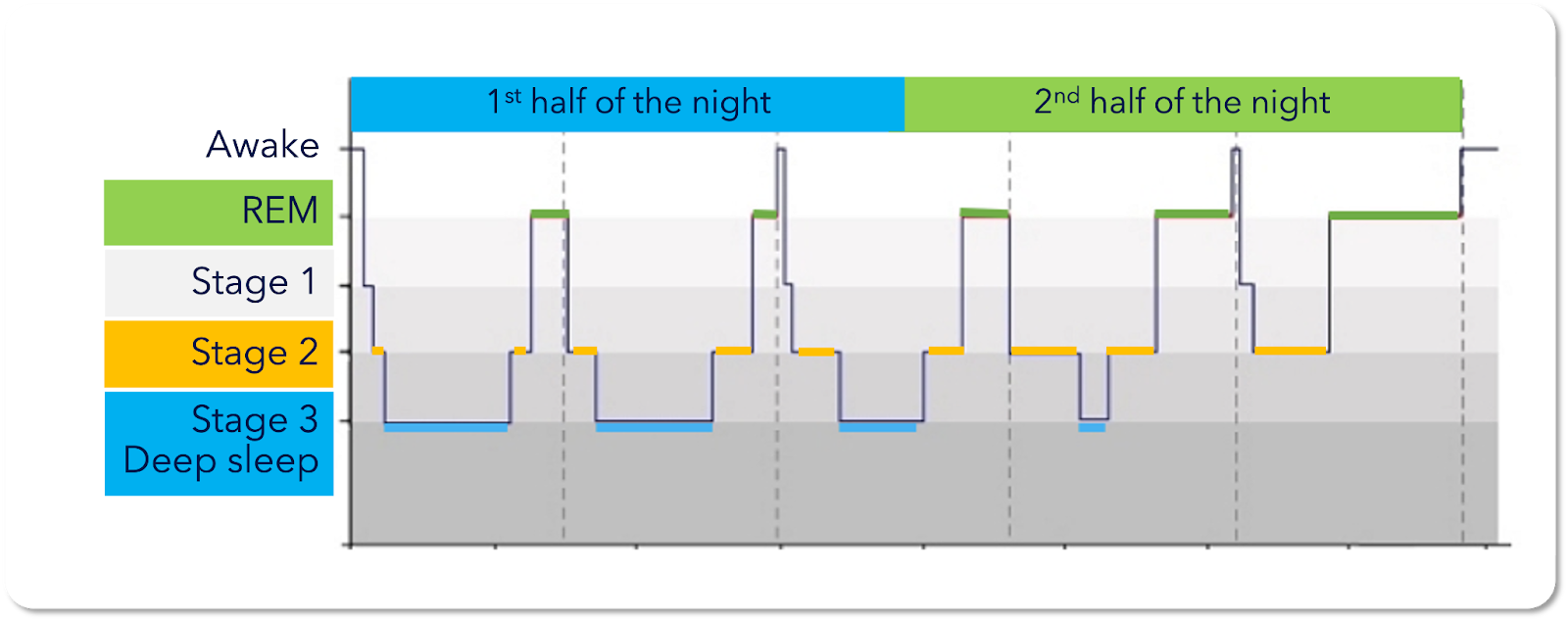Infographic detailing the different stages of sleep humans experience during the first and second half of their sleep cycles.