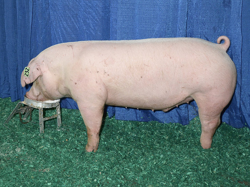 An american landrace pig standing on green woodchips.