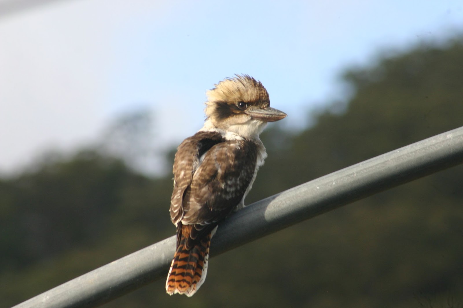 kookaburra