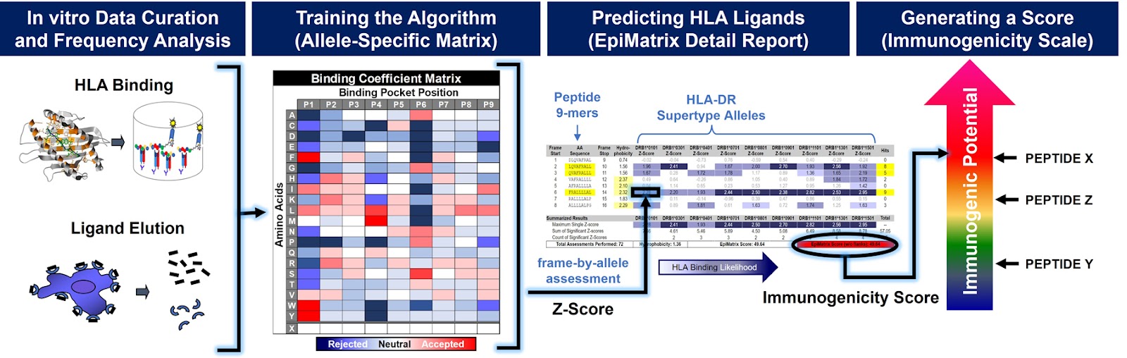 graphic showing in vitro data curation and frequency analysis leading to training the algorithm with a heat map leading to predicting HLA ligands with an EpiMatrix Detail Report leading to generating an immunogenicity score.